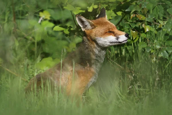 ワイルド ヨーロッパ赤狐 (ホンドギツネ キツネ属) 背の高い草の中。緑の bochre。アーブロース、アンガス, スコットランド、イギリスで撮影された写真. — ストック写真