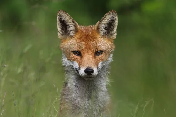 Wild European Red Fox (Vulpes vulpes) amongst the tall grass. Green bochre. Image taken in Arbroath, Angus, Scotland, UK. — Stock Photo, Image