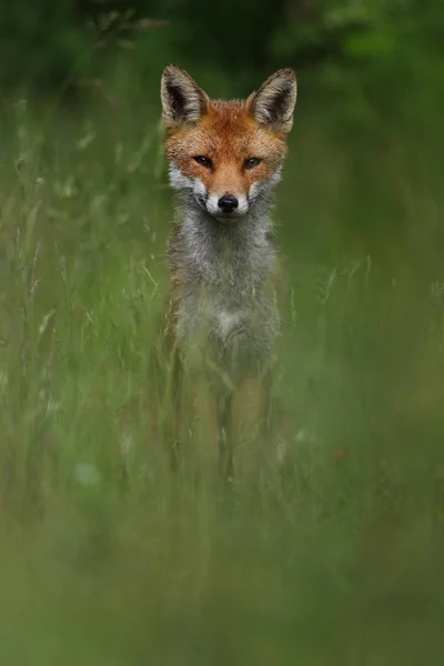 Wild Europese rode vos (Vulpes vulpes) onder het hoge gras. Groene bochre. Foto genomen in Arbroath, Angus, Schotland, Uk. — Stockfoto