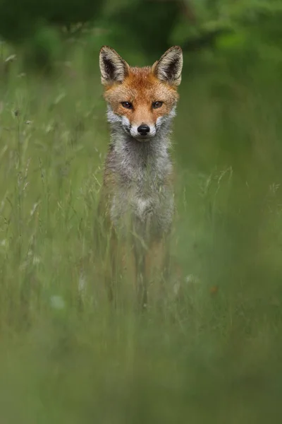 Zorro Rojo Europeo Salvaje (Vulpes vulpes) entre la hierba alta. Bochre verde. Imagen tomada en Arbroath, Angus, Escocia, Reino Unido . — Foto de Stock