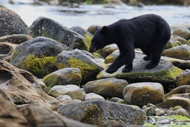 Vahşi siyah bir nehir ve deniz kıyısından Balık tutma ayı (Ursus americanus). Vancouver Adası, British Columbia, Kanada.