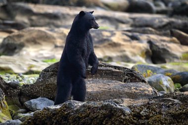 Balıkçılık bir nehir ve deniz kıyısından ise vahşi siyah ayı (Ursus americanus) ayağa kalktı. Vancouver Adası, British Columbia, Kanada.