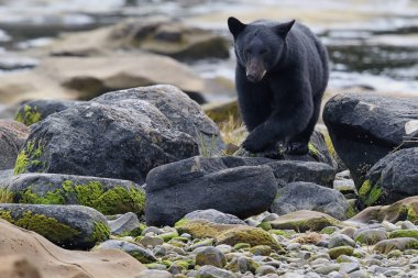 Vahşi siyah bir nehir ve deniz kıyısından Balık tutma ayı (Ursus americanus). Vancouver Adası, British Columbia, Kanada.