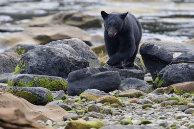 Vahşi siyah bir nehir ve deniz kıyısından Balık tutma ayı (Ursus americanus). Vancouver Adası, British Columbia, Kanada.