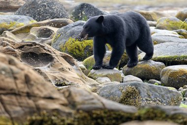 Vahşi siyah bir nehir ve deniz kıyısından Balık tutma ayı (Ursus americanus). Vancouver Adası, British Columbia, Kanada.