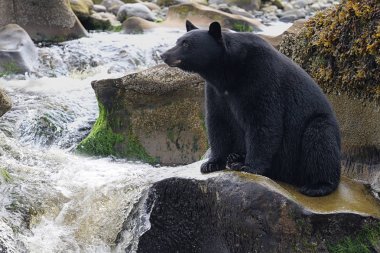 Vahşi siyah bir nehir ve deniz kıyısından Balık tutma ayı (Ursus americanus). Vancouver Adası, British Columbia, Kanada.