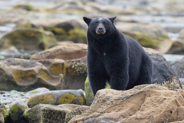 Vahşi siyah bir nehir ve deniz kıyısından Balık tutma ayı (Ursus americanus). Vancouver Adası, British Columbia, Kanada.