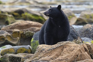 Vahşi siyah bir nehir ve deniz kıyısından Balık tutma ayı (Ursus americanus). Vancouver Adası, British Columbia, Kanada.
