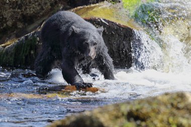 Vahşi siyah havuzu ile çalışan ve bir nehir ve deniz kıyısından Balık tutma ayı (Ursus americanus). Vancouver Adası, British Columbia, Kanada.