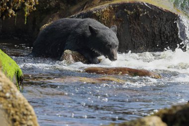 Vahşi siyah bir nehir ve deniz kıyısından Balık tutma ayı (Ursus americanus). Vancouver Adası, British Columbia, Kanada.