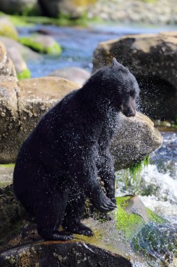 Vahşi siyah su sallayarak ve bir nehir ve deniz kıyısından Balık tutma ayı (Ursus americanus). Vancouver Adası, British Columbia, Kanada.