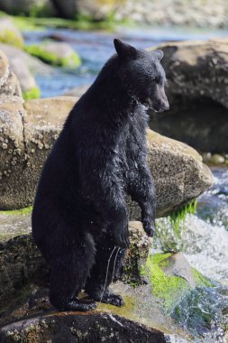 Vahşi siyah ayı (Ursus americanus) ayağa kalktı ve balıkçılık bir nehir ve deniz kıyısından. Vancouver Adası, British Columbia, Kanada.