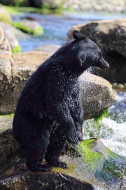 Vahşi siyah bir nehir ve deniz kıyısından Balık tutma ayı (Ursus americanus). Vancouver Adası, British Columbia, Kanada.