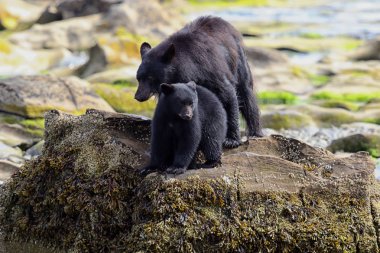Vahşi siyah ayı (Ursus americanus) ve yavrusu, bir nehir ve deniz kıyısından Balık tutma. Vancouver Adası, British Columbia, Kanada.