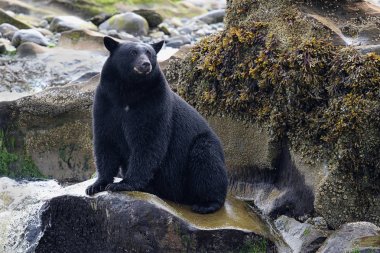 Vahşi siyah bir nehir ve deniz kıyısından Balık tutma ayı (Ursus americanus). Vancouver Adası, British Columbia, Kanada.