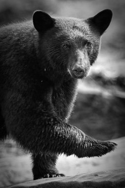 Vahşi siyah bir nehir ve deniz kıyısından Balık tutma ayı (Ursus americanus). Vancouver Adası, British Columbia, Kanada. Siyah ve beyaz