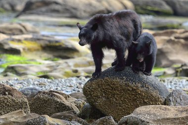 Vahşi siyah ayı (Ursus americanus) ve yavrusu, bir nehir ve deniz kıyısından Balık tutma. Vancouver Adası, British Columbia, Kanada.