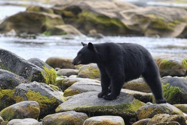 Vahşi siyah bir nehir ve deniz kıyısından Balık tutma ayı (Ursus americanus). Vancouver Adası, British Columbia, Kanada.