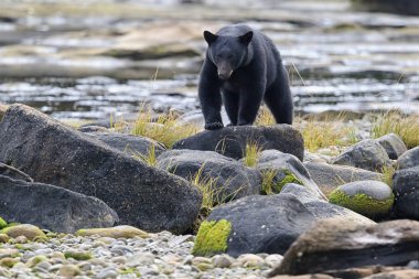 Vahşi siyah bir nehir ve deniz kıyısından Balık tutma ayı (Ursus americanus). Vancouver Adası, British Columbia, Kanada.
