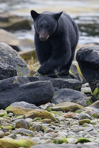 Vahşi siyah bir nehir ve deniz kıyısından Balık tutma ayı (Ursus americanus). Vancouver Adası, British Columbia, Kanada.