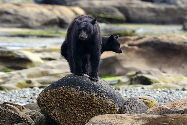 Vahşi siyah ayı (Ursus americanus) ve bir nehir ve deniz kıyısından balık yavrusu. Vancouver Adası, British Columbia, Kanada.