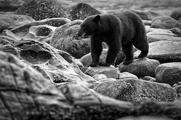 Дикий Черный Медведь Ursus Americanus Рыбачит Реке Вдоль Побережья Остров — стоковое фото