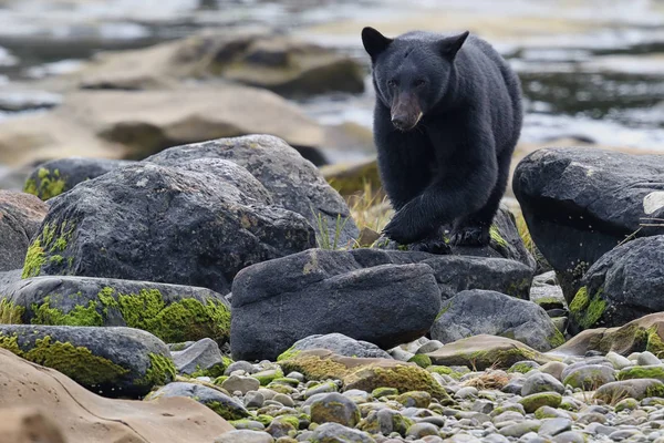 Vahşi siyah bir nehir ve deniz kıyısından Balık tutma ayı (Ursus americanus). Vancouver Adası, British Columbia, Kanada.