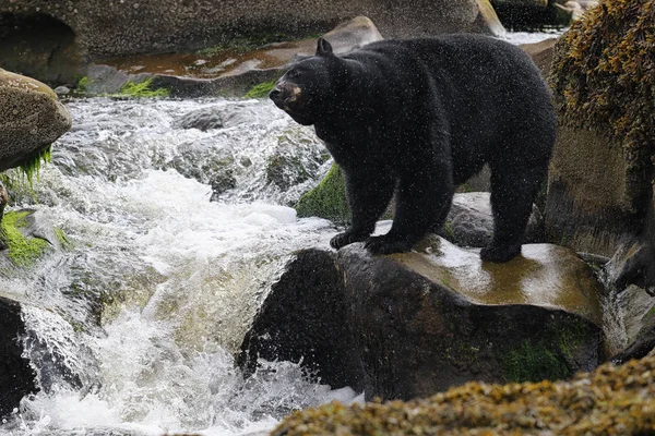 Vahşi siyah bir nehir ve deniz kıyısından Balık tutma ayı (Ursus americanus). Vancouver Adası, British Columbia, Kanada.
