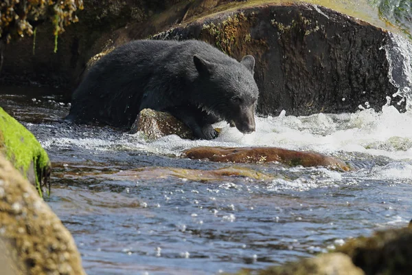 Vahşi siyah bir nehir ve deniz kıyısından Balık tutma ayı (Ursus americanus). Vancouver Adası, British Columbia, Kanada.