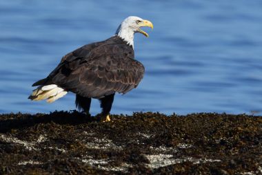 Vahşi Kuzey Amerika kel kartal (Haliaeetus leucocephalus) uçuş. Vancouver Adası kıyı şeridi, British Columbia, Kanada alınan görüntü.