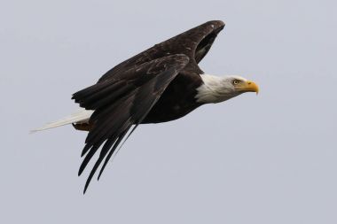 Vahşi Kuzey Amerika kel kartal (Haliaeetus leucocephalus) uçuş. Vancouver Adası kıyı şeridi, British Columbia, Kanada alınan görüntü.