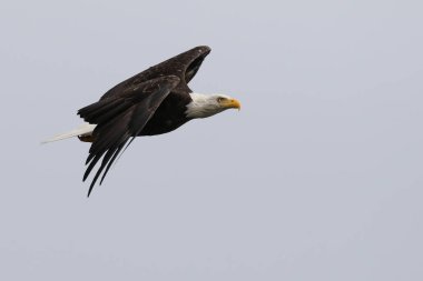 Vahşi Kuzey Amerika kel kartal (Haliaeetus leucocephalus) uçuş. Vancouver Adası kıyı şeridi, British Columbia, Kanada alınan görüntü.