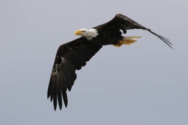 Vahşi Kuzey Amerika kel kartal (Haliaeetus leucocephalus) uçuş. Vancouver Adası kıyı şeridi, British Columbia, Kanada alınan görüntü.