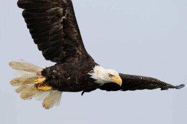 Vahşi Kuzey Amerika kel kartal (Haliaeetus leucocephalus) uçuş. Vancouver Adası kıyı şeridi, British Columbia, Kanada alınan görüntü.