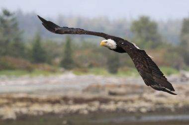 Vahşi Kuzey Amerika kel kartal (Haliaeetus leucocephalus) uçuş. Vancouver Adası kıyı şeridi, British Columbia, Kanada alınan görüntü.