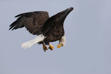 Vahşi Kuzey Amerika kel kartal (Haliaeetus leucocephalus) uçuş. Vancouver Adası kıyı şeridi, British Columbia, Kanada alınan görüntü.