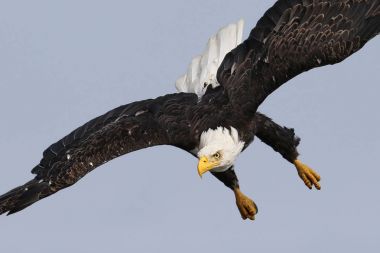 Vahşi Kuzey Amerika kel kartal (Haliaeetus leucocephalus) uçuş. Vancouver Adası kıyı şeridi, British Columbia, Kanada alınan görüntü.