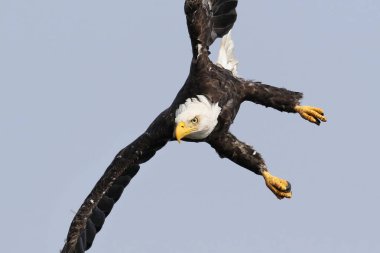 Vahşi Kuzey Amerika kel kartal (Haliaeetus leucocephalus) uçuş. Vancouver Adası kıyı şeridi, British Columbia, Kanada alınan görüntü.
