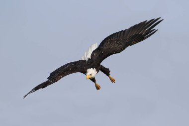 Vahşi Kuzey Amerika kel kartal (Haliaeetus leucocephalus) uçuş. Vancouver Adası kıyı şeridi, British Columbia, Kanada alınan görüntü.