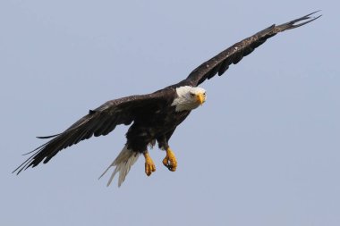 Vahşi Kuzey Amerika kel kartal (Haliaeetus leucocephalus) uçuş. Vancouver Adası kıyı şeridi, British Columbia, Kanada alınan görüntü.