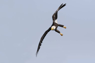 Vahşi Kuzey Amerika kel kartal (Haliaeetus leucocephalus) uçuş. Vancouver Adası kıyı şeridi, British Columbia, Kanada alınan görüntü.