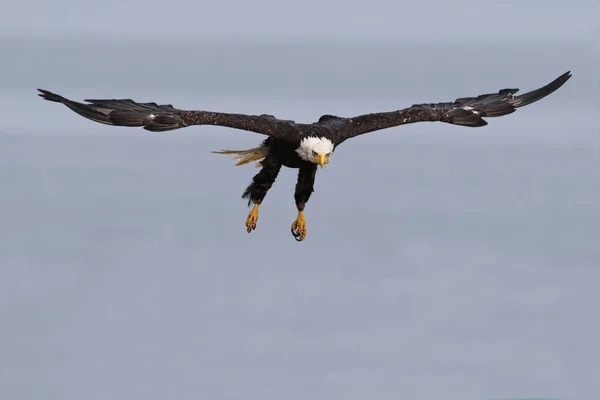 Wild North American Bald Eagle (Haliaeetus leucocephalus) i flugt. Billede taget på Vancouver Island Coastline, British Columbia, Canada . - Stock-foto