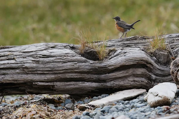 Vahşi Amerikan robin (Turdus migratorius) bir shorline günlüğü. Vancouver Adası, British Columbia, Kanada alınan görüntü. — Stok fotoğraf