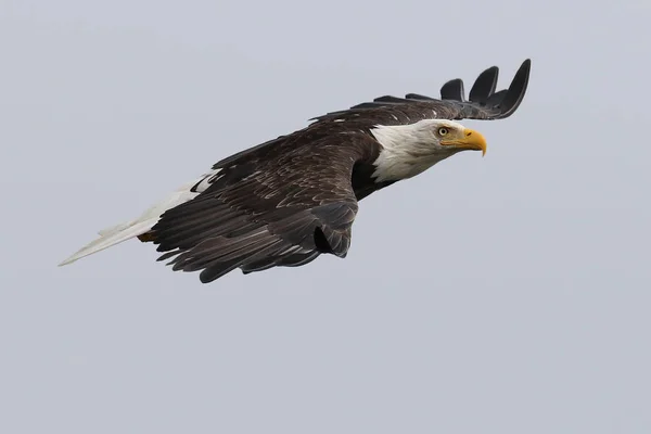 Vahşi Kuzey Amerika kel kartal (Haliaeetus leucocephalus) uçuş. Vancouver Adası kıyı şeridi, British Columbia, Kanada alınan görüntü. — Stok fotoğraf