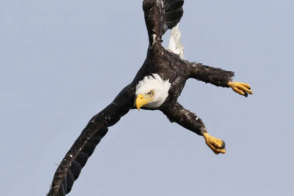 Wild North American Bald Eagle (Haliaeetus leucocephalus) in flight. Image taken on Vancouver Island Coastline, British Columbia, Canada. — Stock Photo, Image