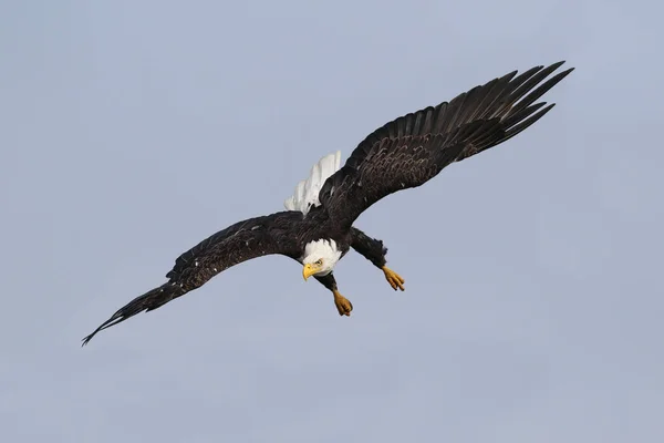 Vadon élő Észak-amerikai kopasz sas (Haliaeetus leucocephalus) repülés közben. Képet hozott a Vancouver-sziget partvonala, British Columbia, Kanada. — Stock Fotó