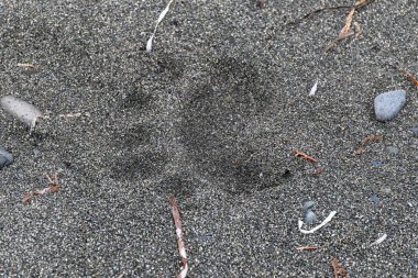 Vahşi siyah ayı (Ursus americanus) pençe Yazdır kumlu bir plaj üzerinde. Vancouver Adası, Kanada'da alınan görüntü.