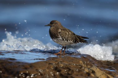 Kıyı üzerinde vahşi siyah Turnstone (Arenaria melanocephala). Vancouver Adası, Kanada'da alınan görüntü. 