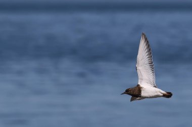 Kıyı üzerinde uçuş vahşi siyah Turnstone (Arenaria melanocephala). Vancouver Adası, Kanada'da alınan görüntü. 