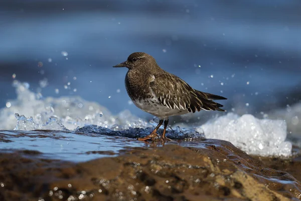 Dzikie czarne Kamusznik (Arenaria melanocephala) na linii brzegowej. Zdjęcie wykonane na wyspie Wyspa Vancouver, Kanada. — Zdjęcie stockowe